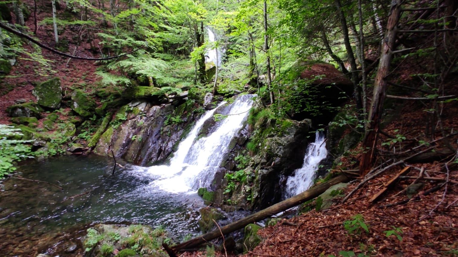Torrenti e cascate nella Foresta Alta Val Parma